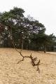 duinen (7)